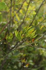 Rhododendron canadense