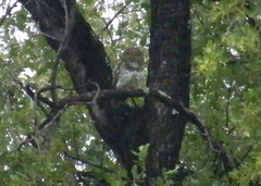 Glaucidium capense