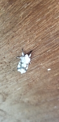 Euerythra phasma