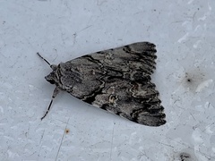 Catocala verrilliana