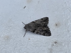 Catocala verrilliana