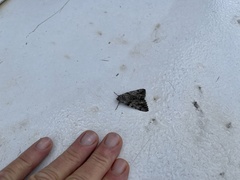 Catocala verrilliana