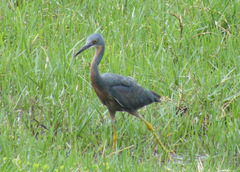 Egretta vinaceigula