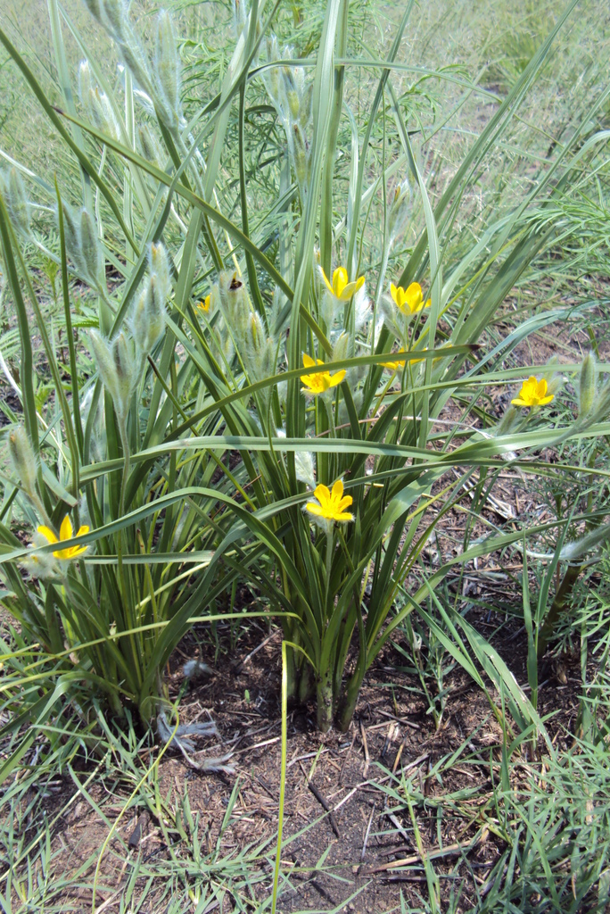 Spiral Stargrass
