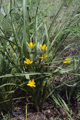 Hypoxis acuminata