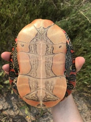 Painted Turtle photo 4