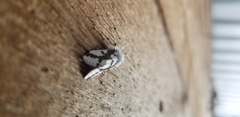 Euerythra phasma