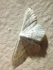 Scopula incanata