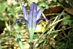 Brodiaea terrestris