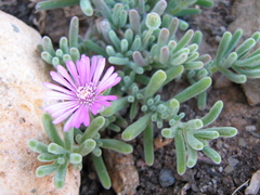 Drosanthemum