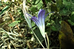 Brodiaea terrestris