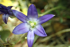 Brodiaea terrestris