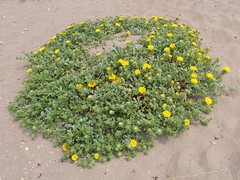 Grindelia stricta platyphylla