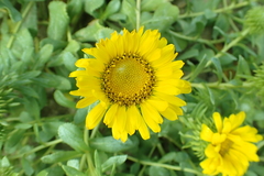 Grindelia stricta platyphylla