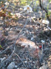 Drimia albiflora
