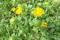 Grindelia stricta platyphylla