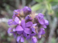 Psoralea sericea