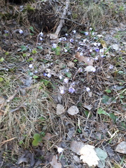 Hepatica nobilis