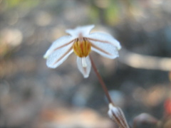 Drimia albiflora
