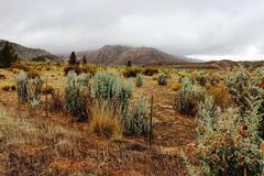 Atriplex nummularia nummularia
