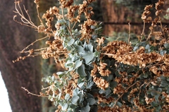 Atriplex nummularia nummularia