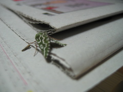 Drepanogynis bifasciata