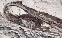 Malpolon monspessulanus