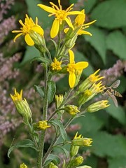 Solidago virgaurea