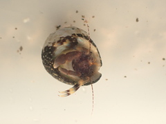 Pagurixus hectori