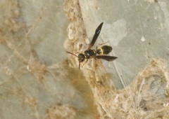 Ancistrocerus unifasciatus