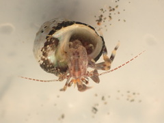 Pagurixus hectori