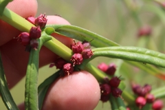 Ammannia coccinea