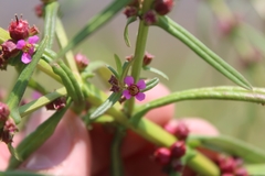 Ammannia coccinea