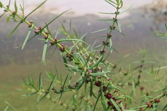 Ammannia coccinea