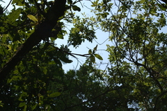 Polystachya fusiformis