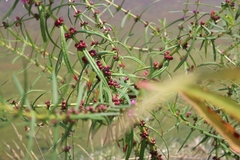 Ammannia coccinea