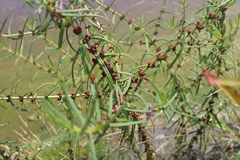 Ammannia coccinea