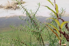 Ammannia coccinea