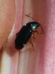 Chirodica