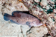 Rypticus saponaceus