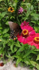 Papilio glaucus
