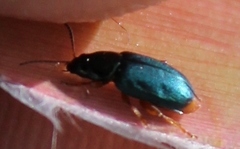Chirodica