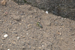 Bicyrtes variegatus