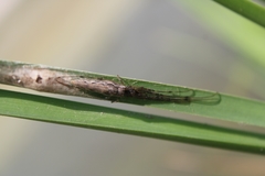 Tetragnathidae