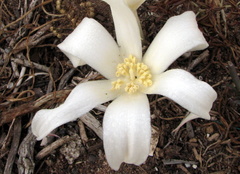 Gethyllis ciliaris