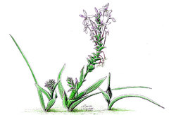 Lapeirousia pyramidalis pyramidalis