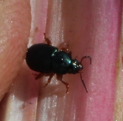 Chirodica