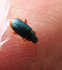 Chirodica