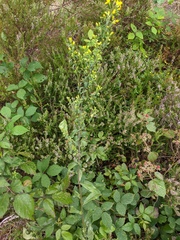 Solidago virgaurea