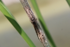 Tetragnathidae